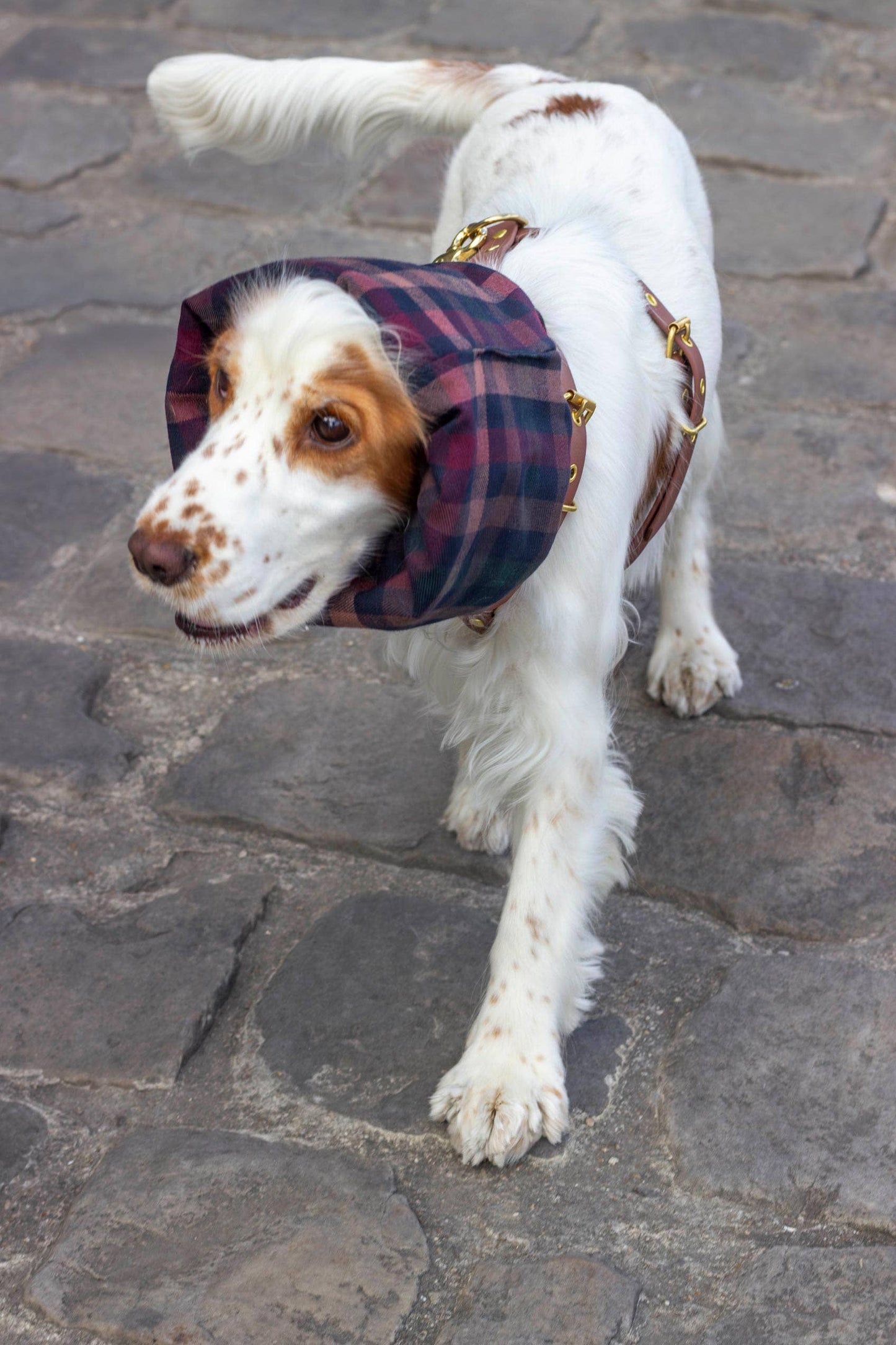 Snood Skye pour chien – Imperméable & Réversible Bleu Marine