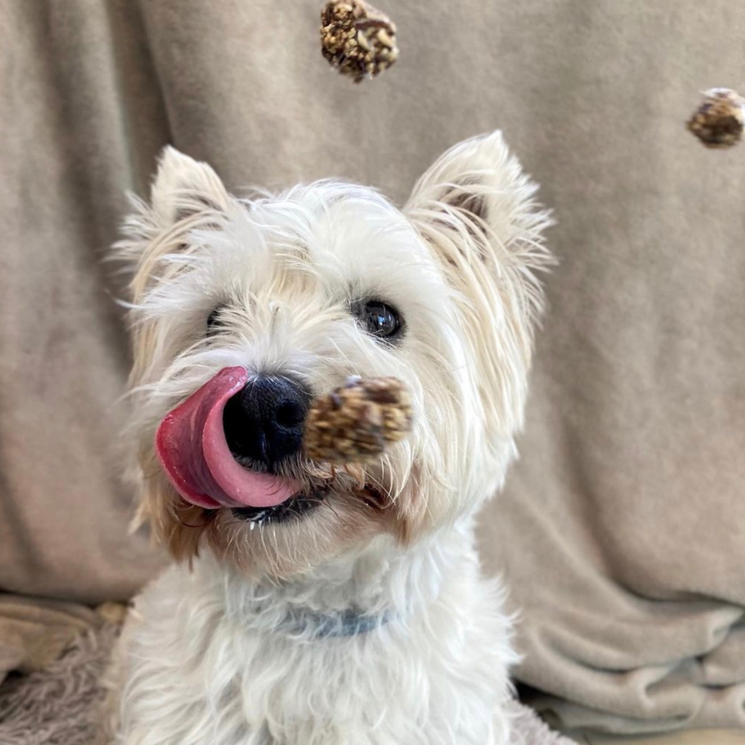 Beijinhos - Friandises croquantes et naturelles au porc et à la sardine pour chiens
