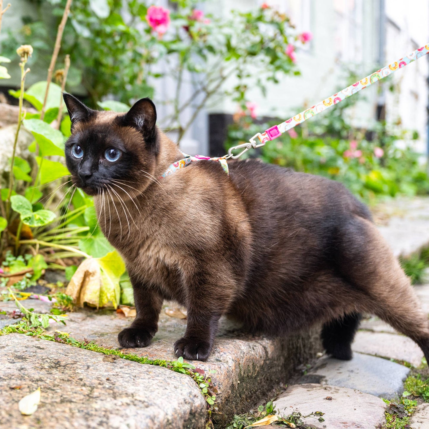 Ensemble harnais et laisse pour chat - Donuts