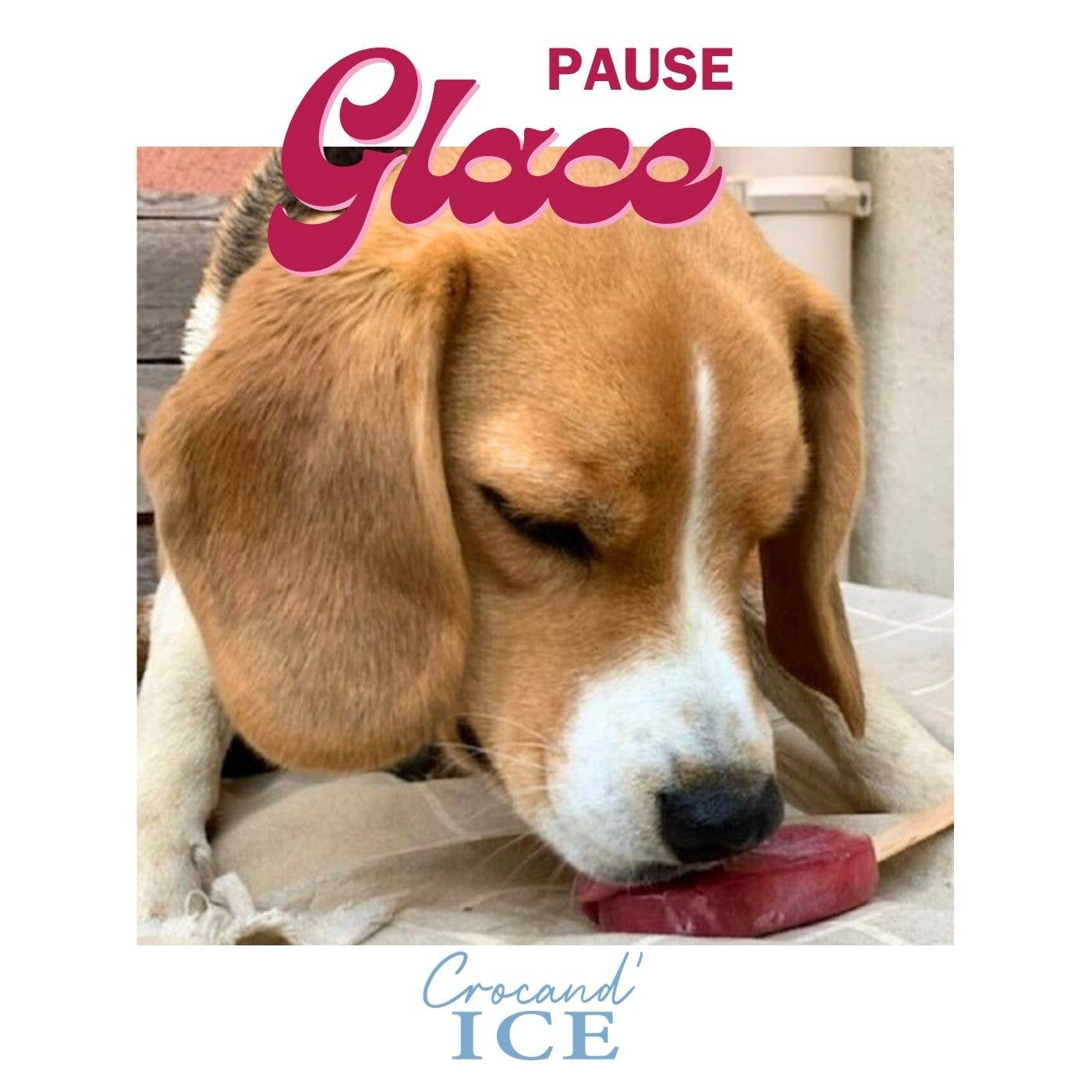 Glace pour chien Cassis et Fraise