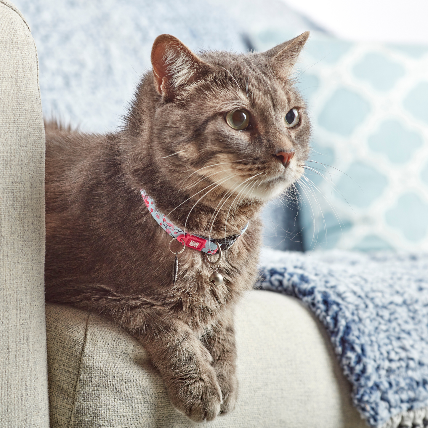 Collier Smart ID pour chat - Cherry Bloom