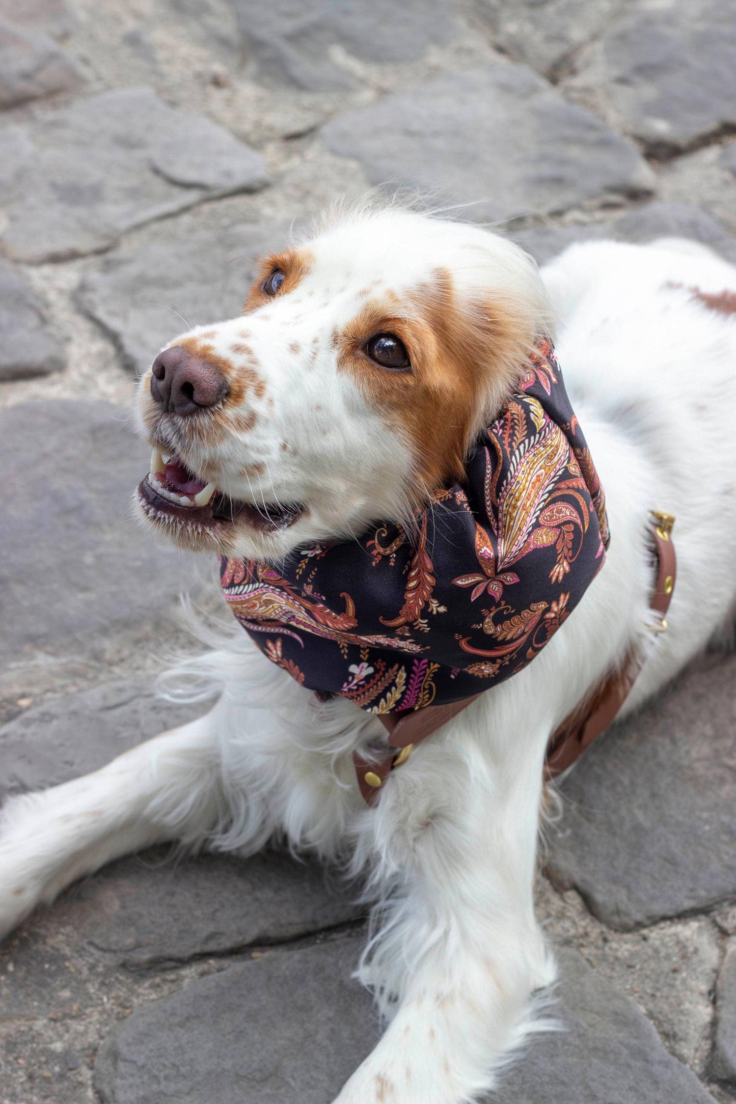 Snood Kashmir pour chien – Motif Paisley Chic