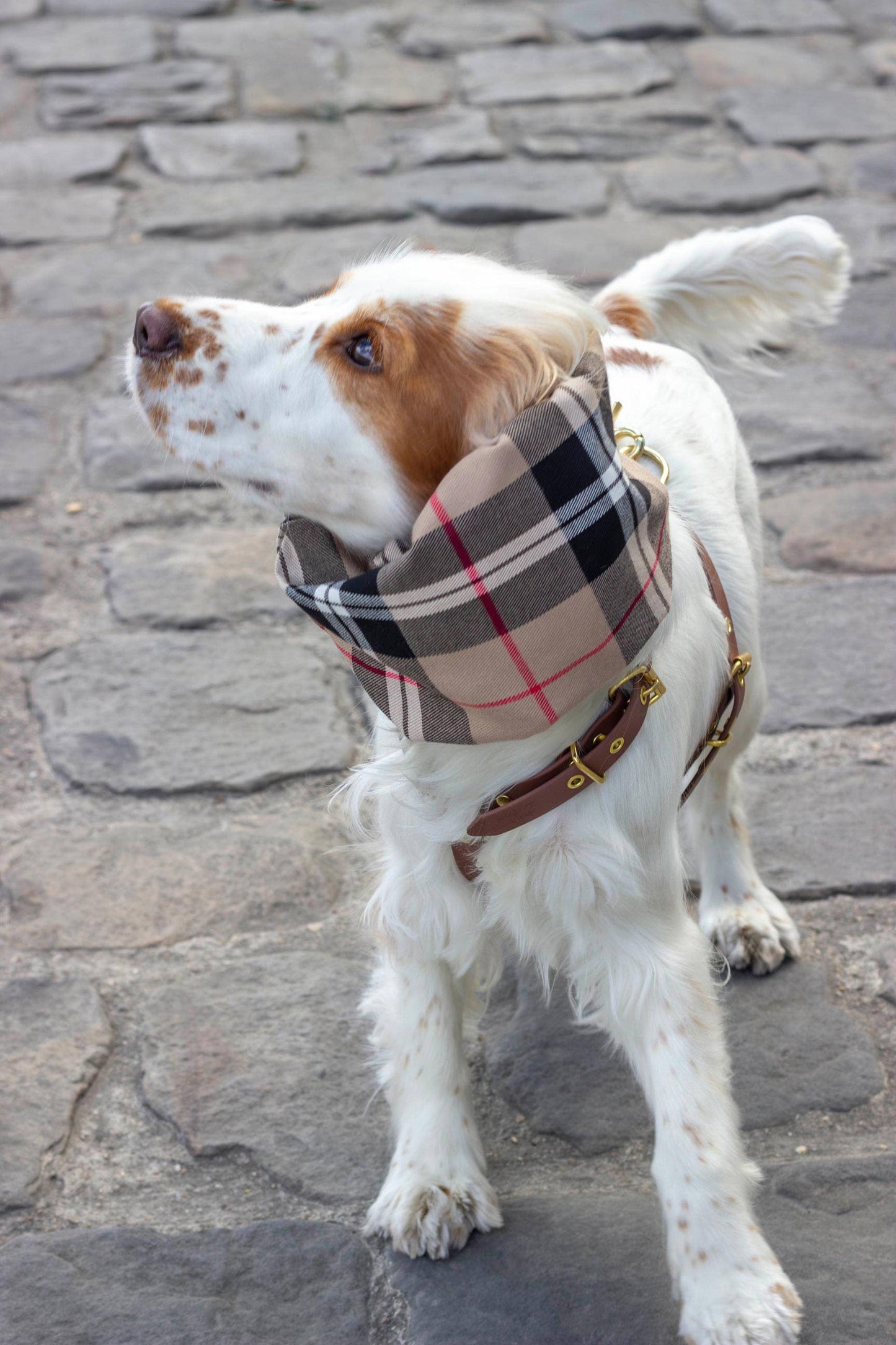 Snood Imperméable Réversible Logan pour chien – Beige Ciré & Carreaux