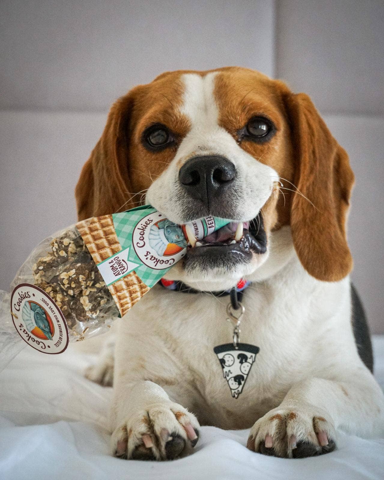 Beijinhos - Friandises croquantes et naturelles pour chiens au poulet et au thon