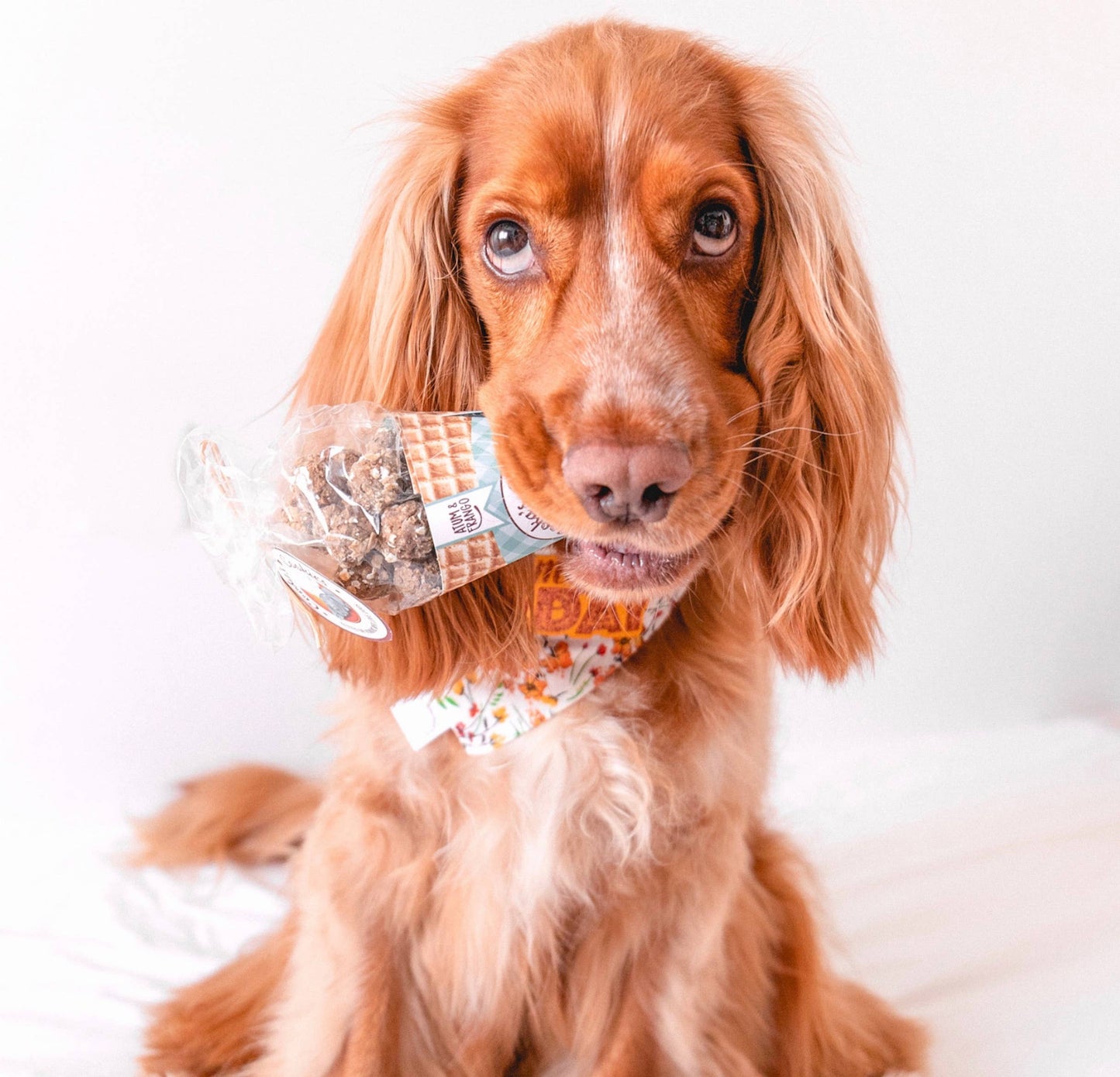 Beijinhos - Friandises croquantes et naturelles pour chiens au poulet et au thon
