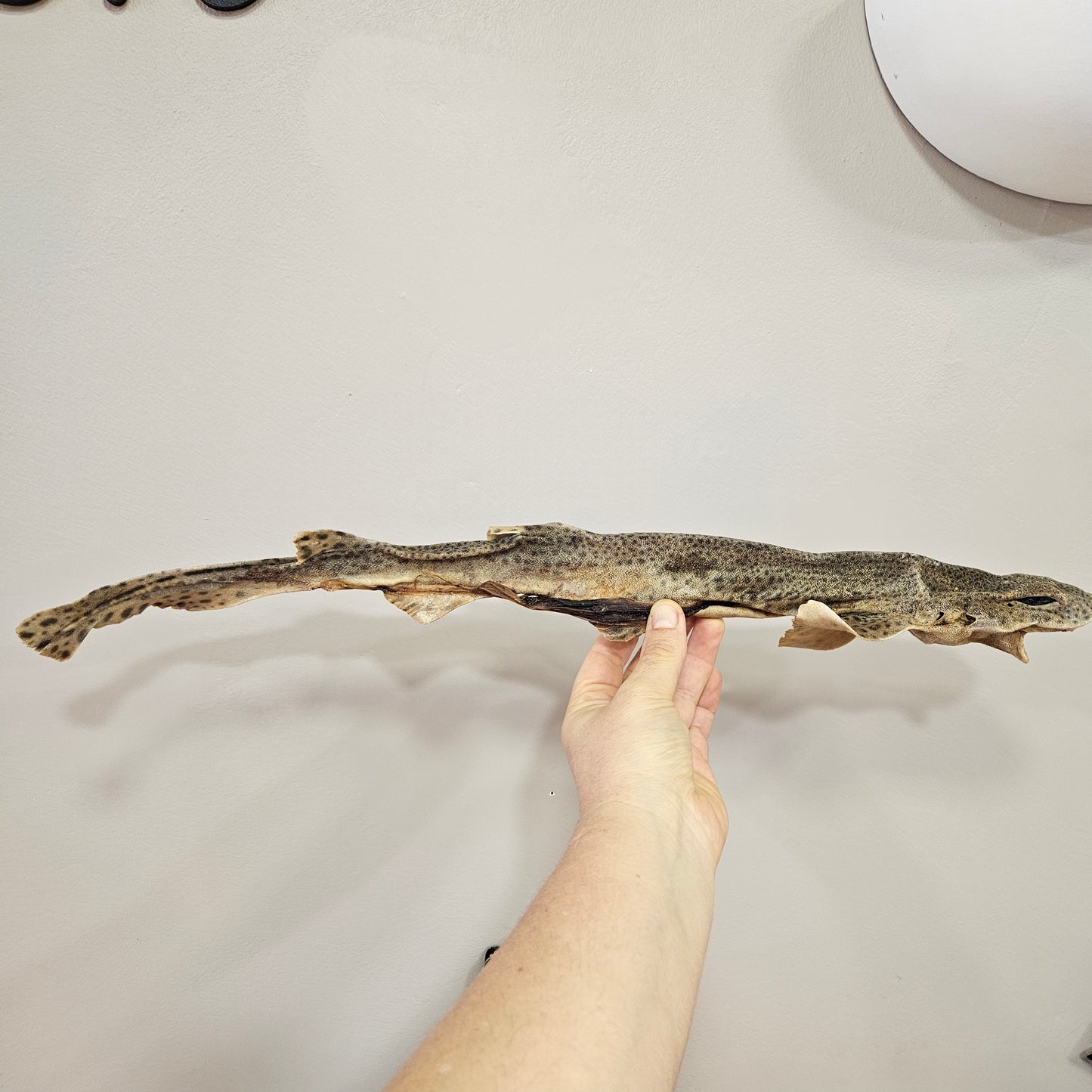 Requin de sable séché
