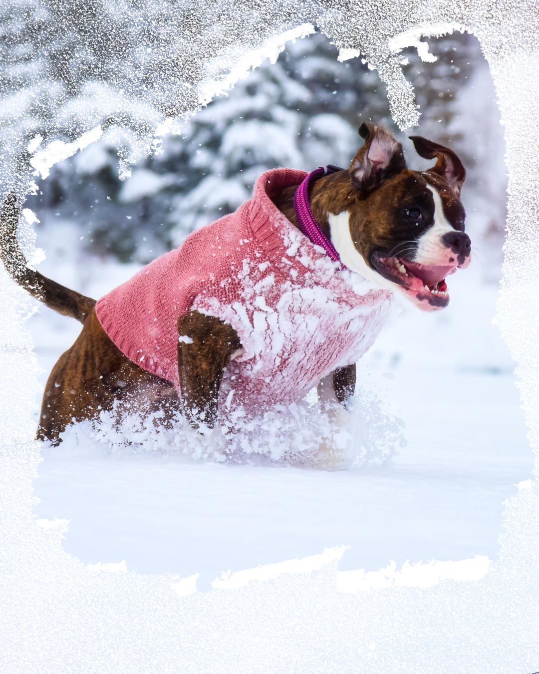 Emmener son chien à la neige : ce qu’il faut savoir avant de partir ❄️🐾