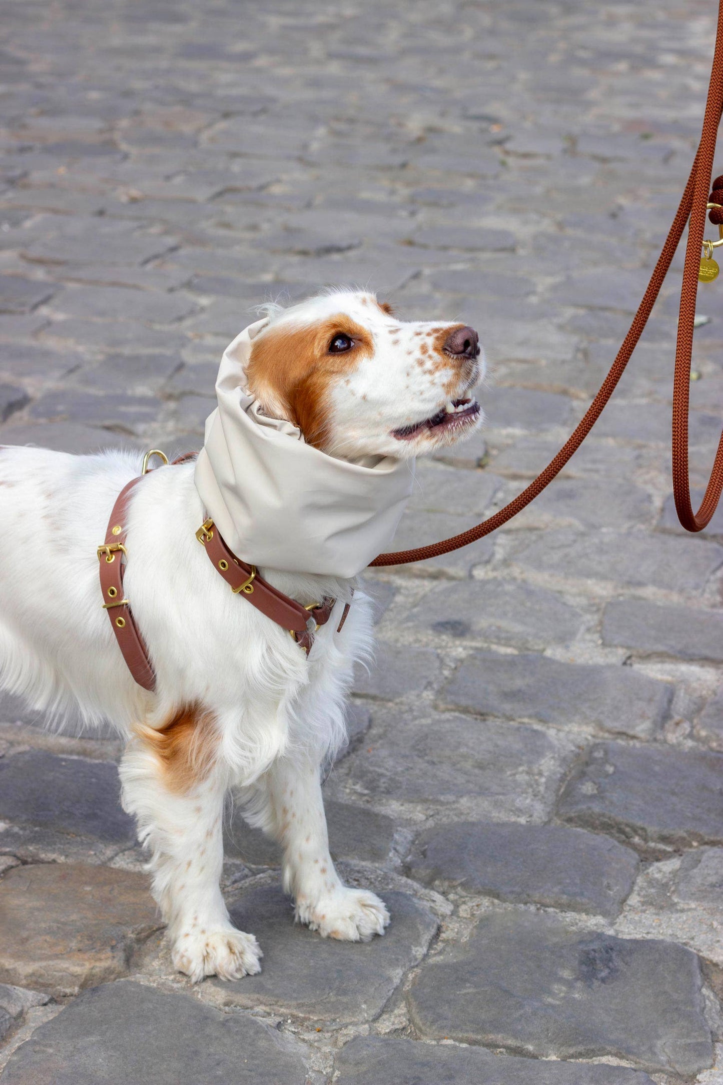 Snood Imperméable Réversible Logan pour chien – Beige Ciré & Carreaux