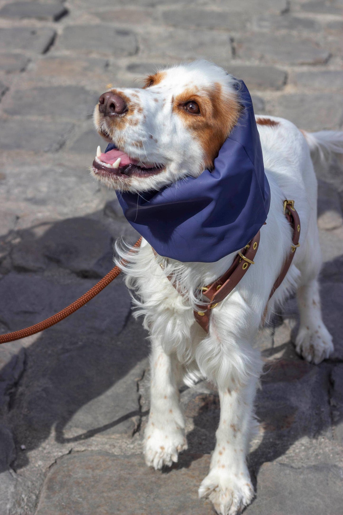 Snood Skye pour chien – Imperméable & Réversible Bleu Marine