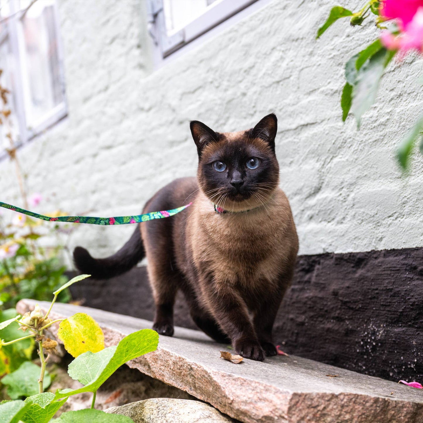 Ensemble harnais et laisse pour chat - Tropical