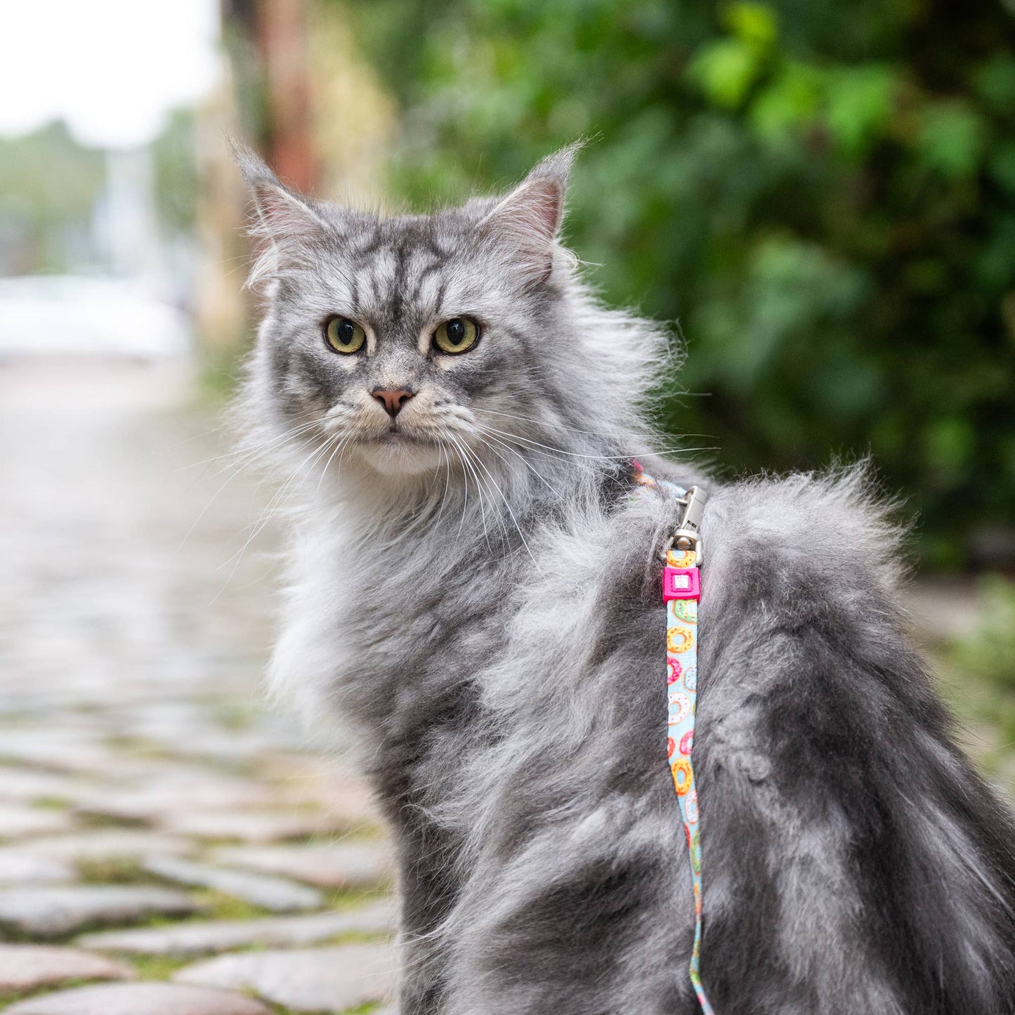 Ensemble harnais et laisse pour chat - Donuts
