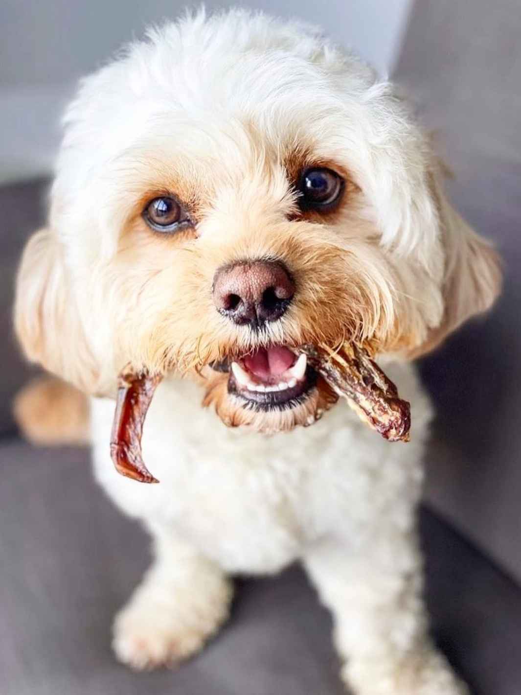 🦆 Wings de canard – Friandises 100 % naturelles pour chien