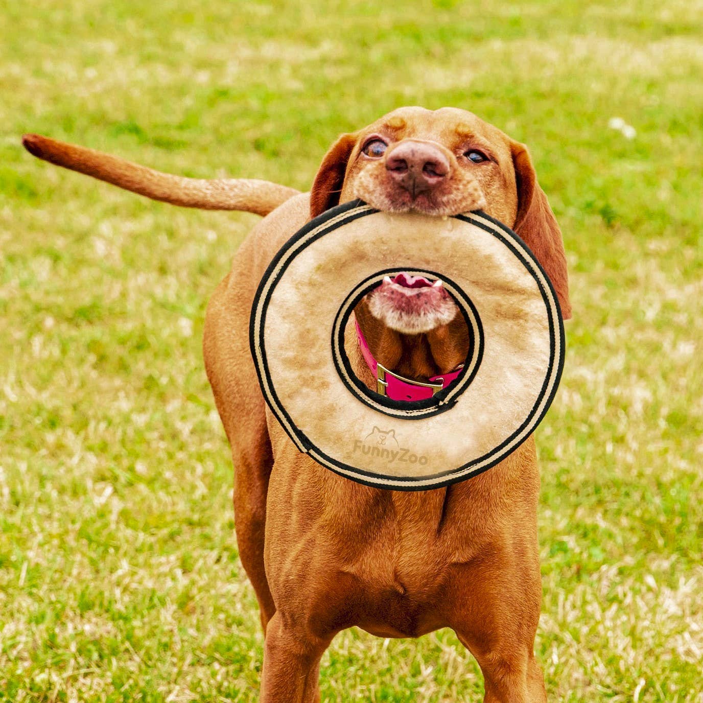 Frisbee en daim - Jouet naturel pour chien