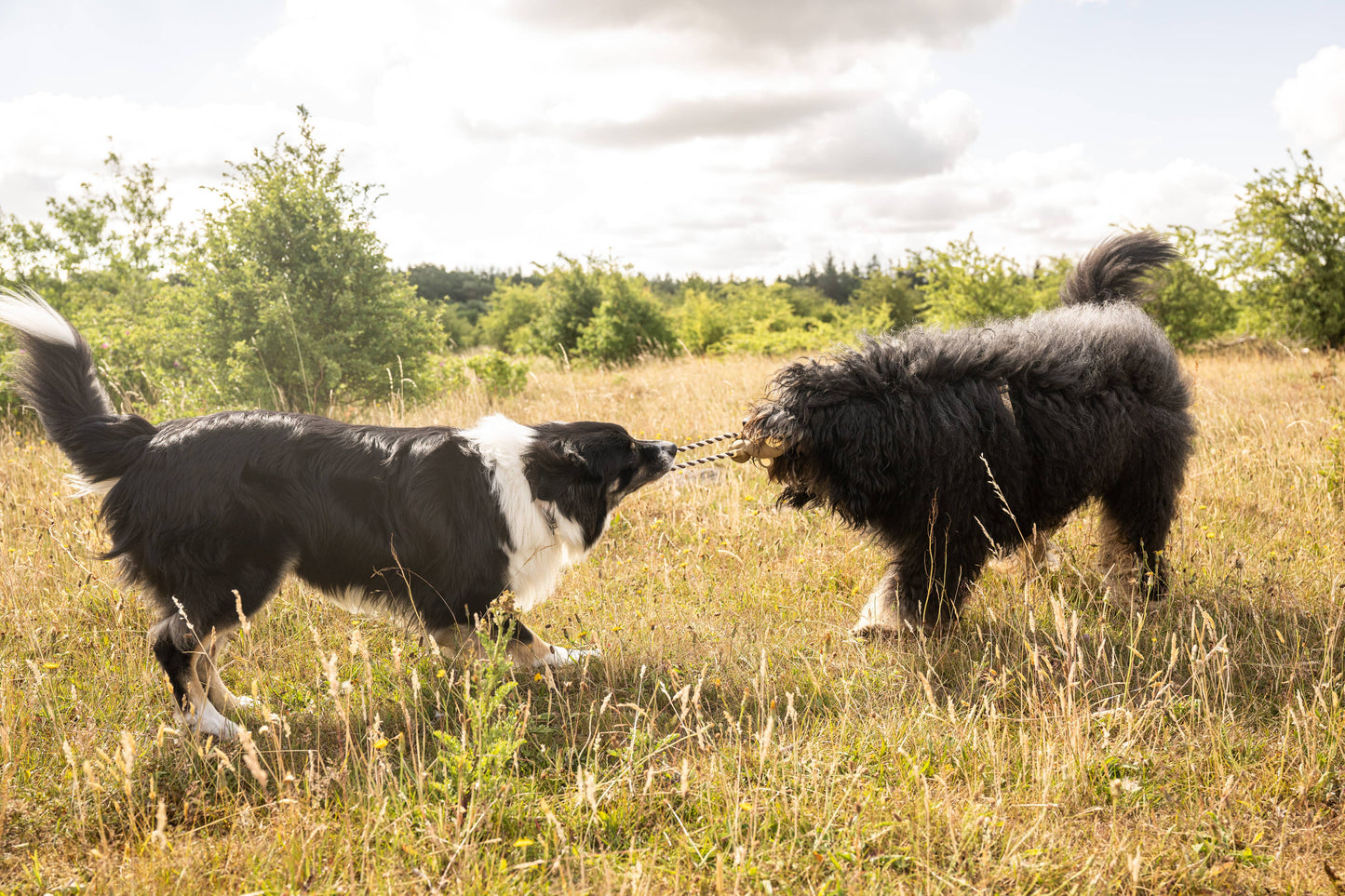 Jouet à Tirer - King Julian