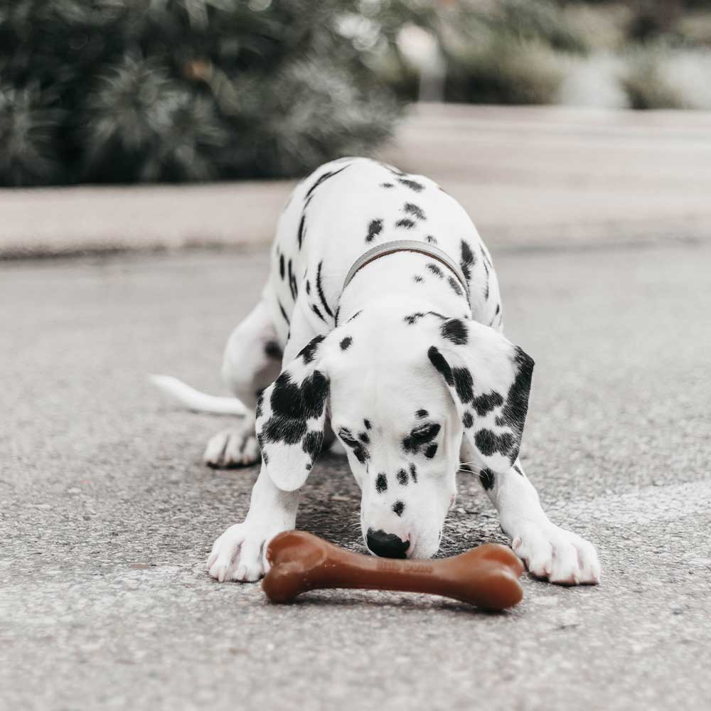 BONE – Os en caoutchouc naturel pour chien