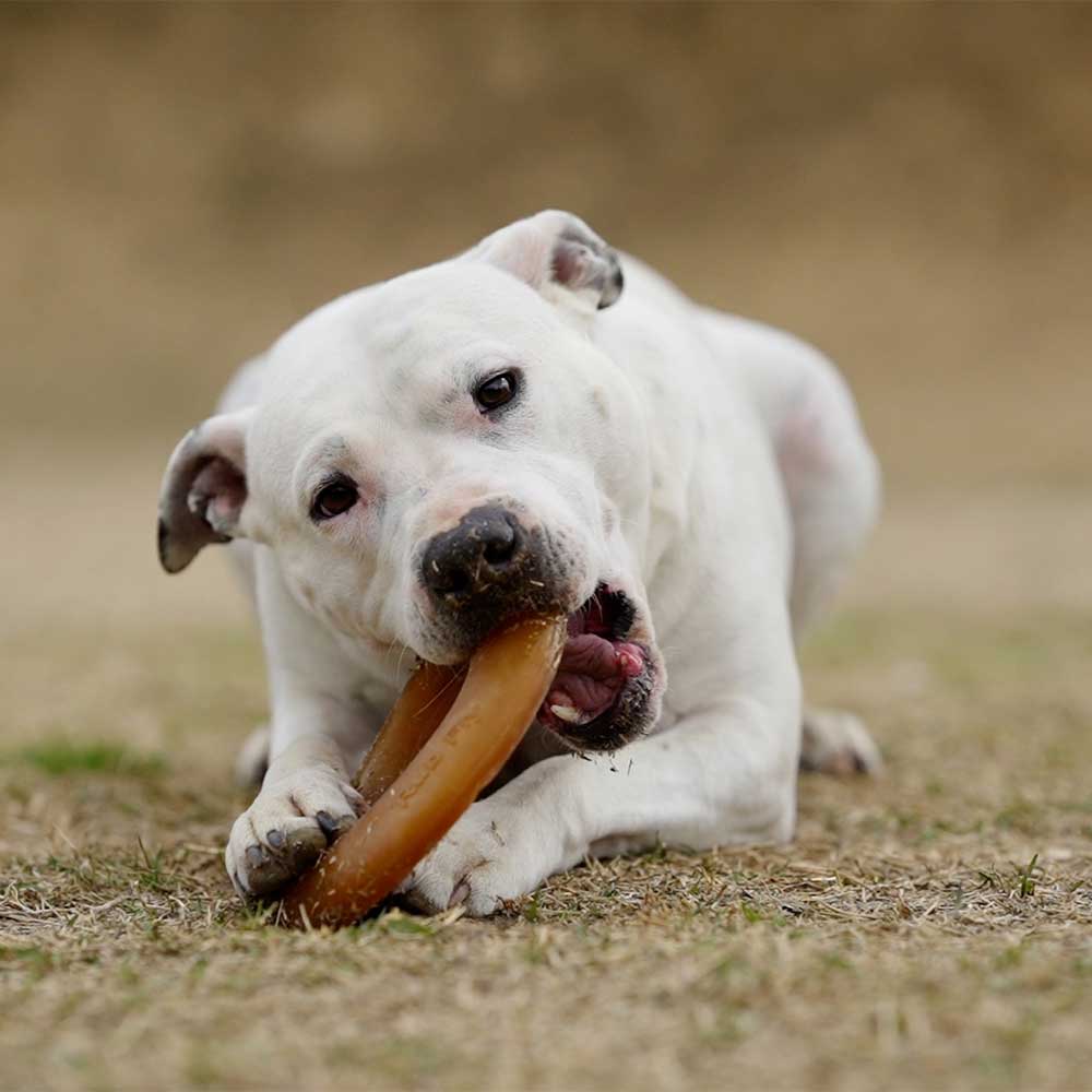 RUB FLY – Anneau en caoutchouc naturel pour chien