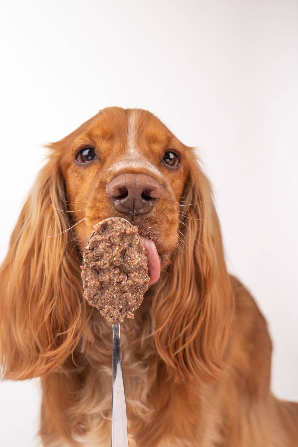 Real Beef – Repas complet au bœuf pour chien 400 g