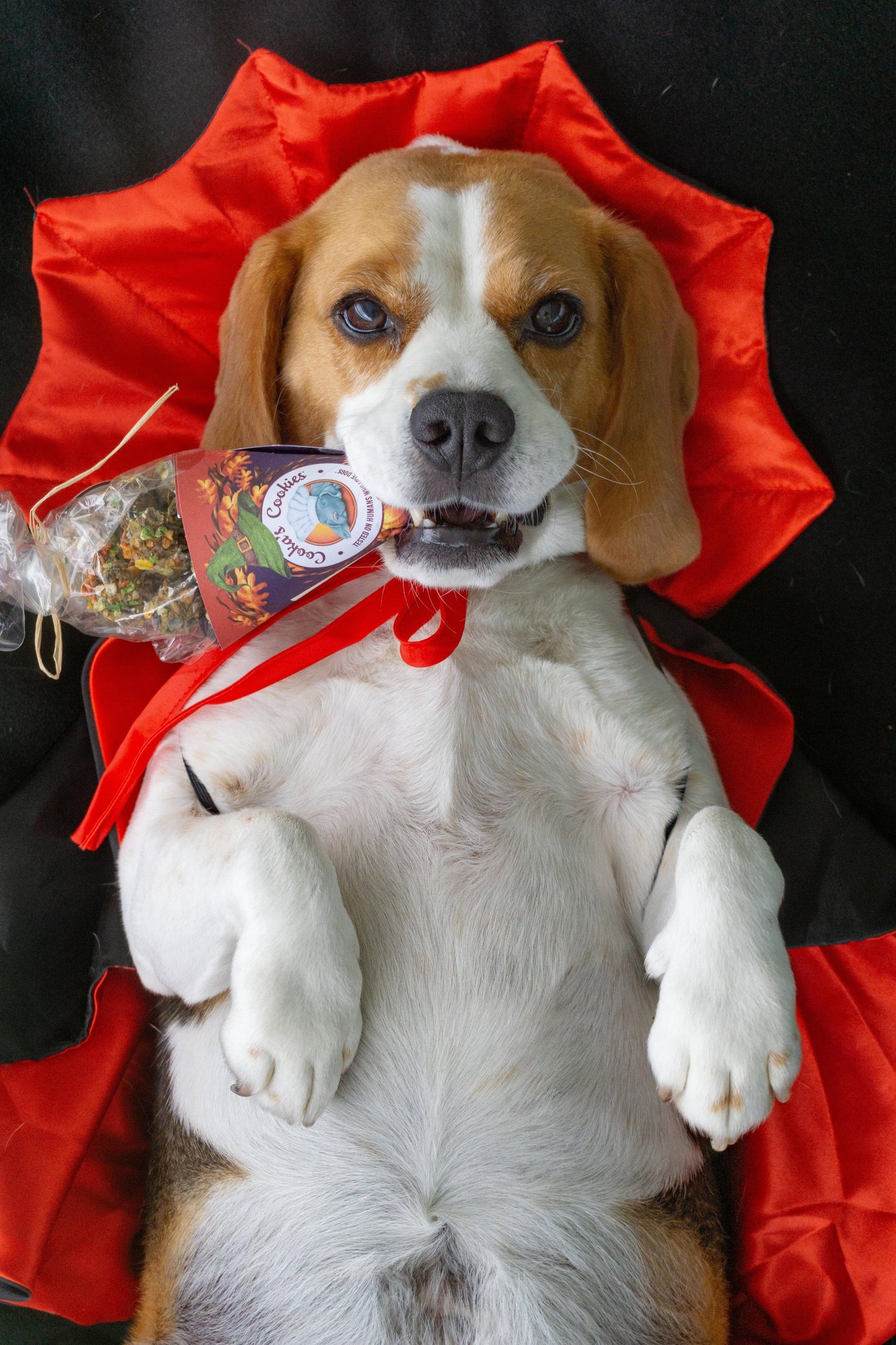 Halloween - Friandises à la dinde et à la citrouille Kiss the Witch