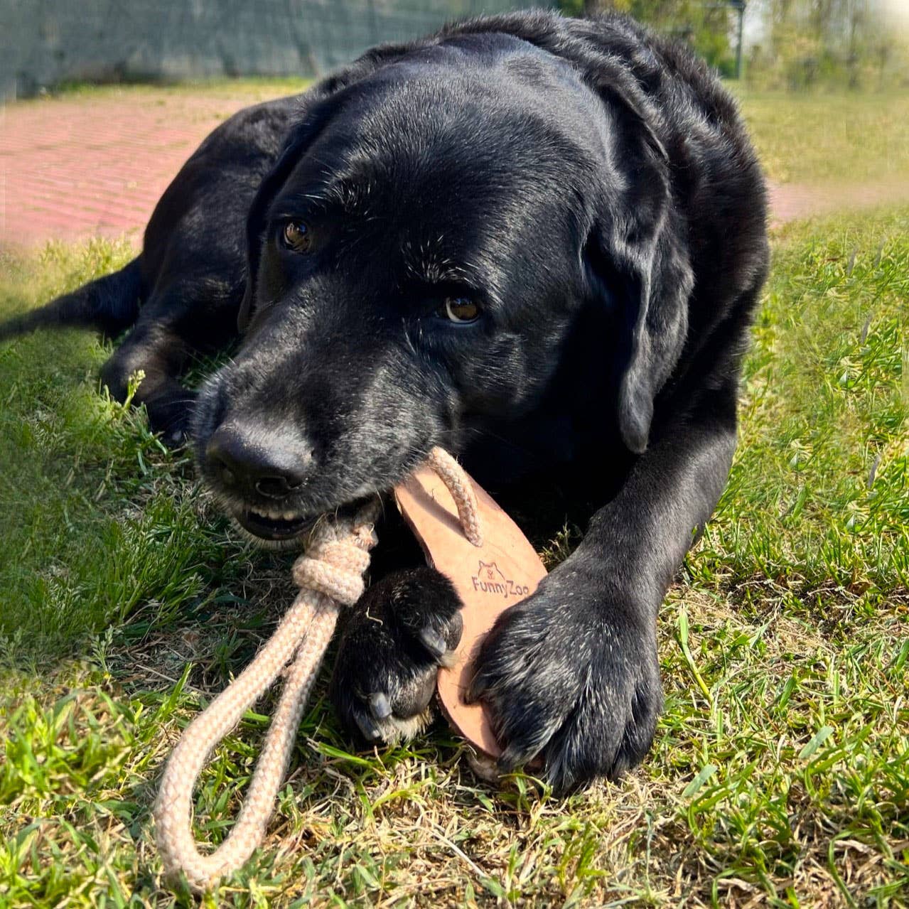 Poisson en cuir et corde - jouet naturel pour chien