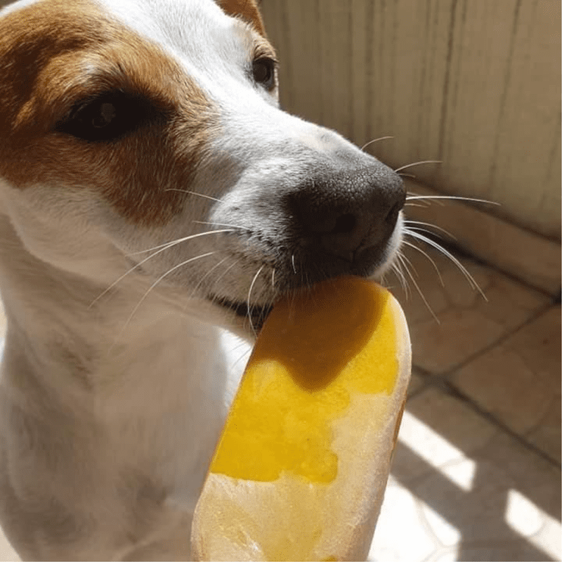 Glace pour chien  Coco, Banane