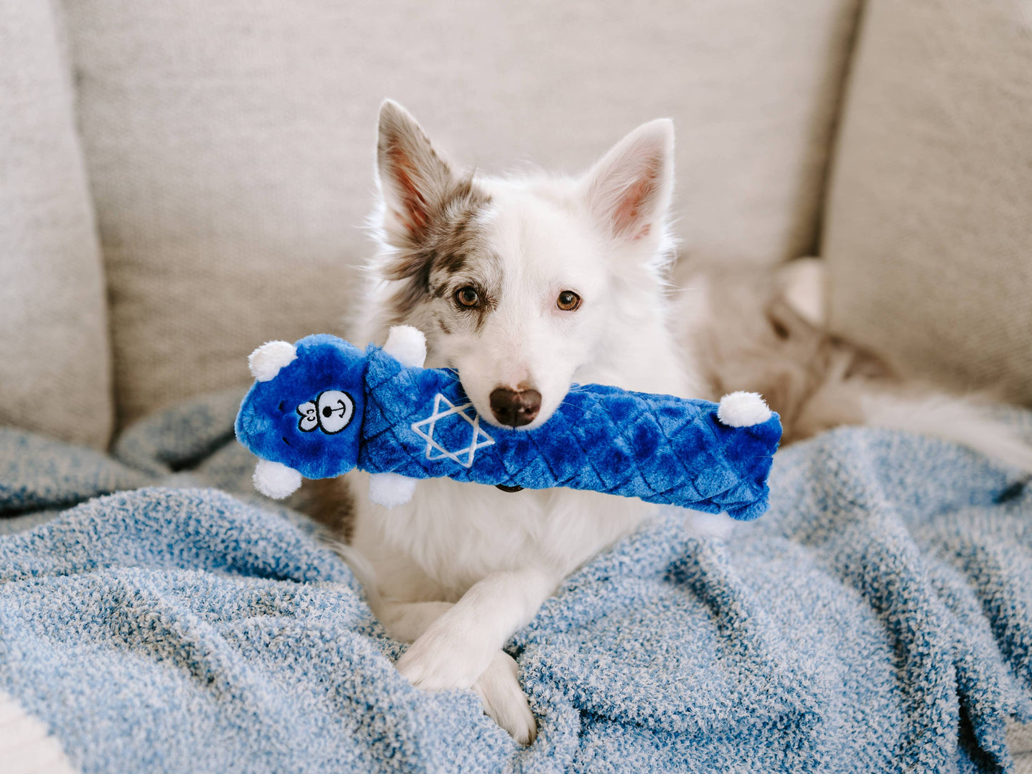 Jigglerz® - Ours Bleu - Jouet pour chien