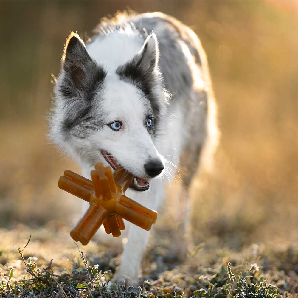 STAR – Jouet d'occupation en caoutchouc naturel pour chien