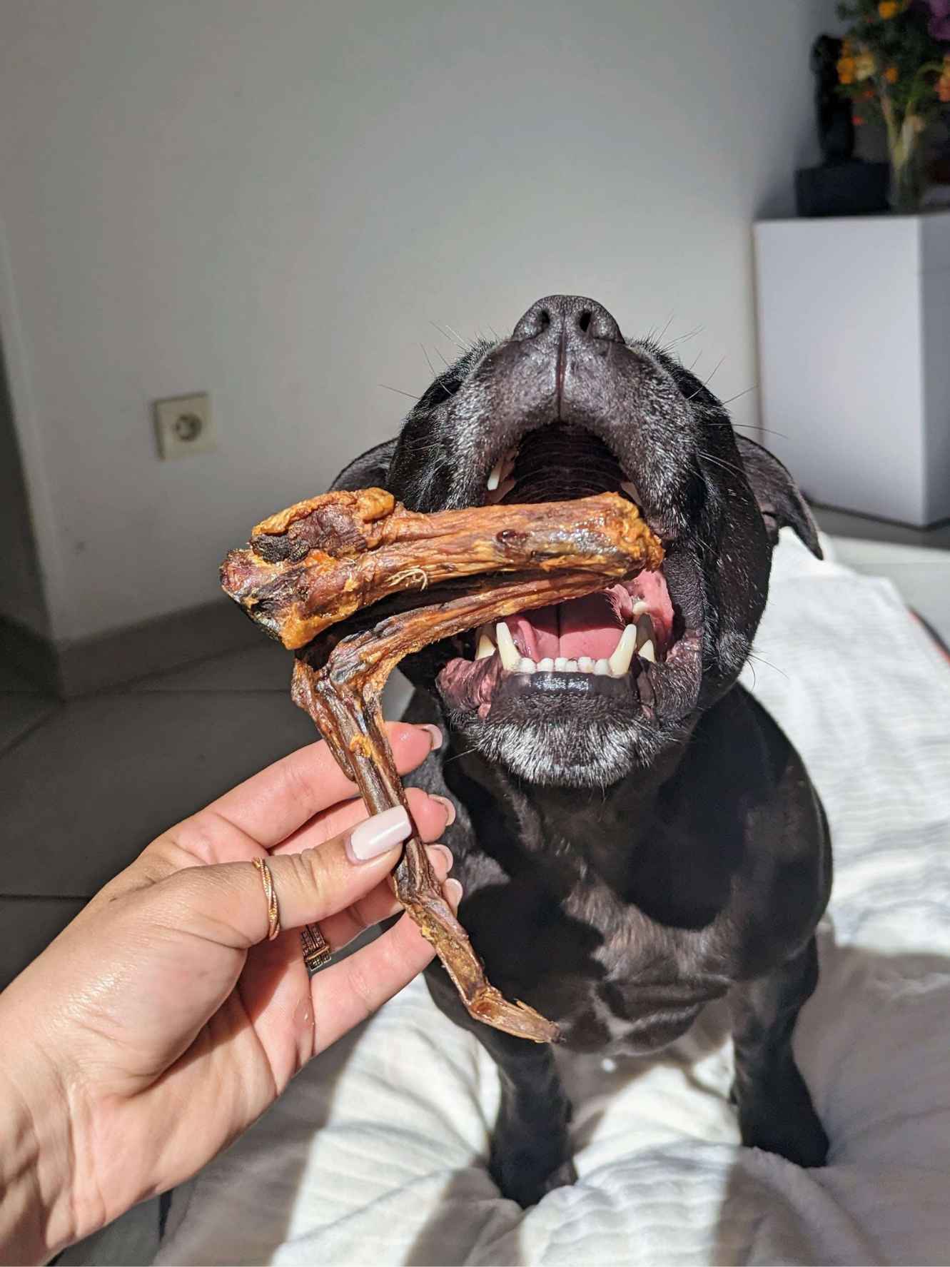 🦆 Wings de canard – Friandises 100 % naturelles pour chien