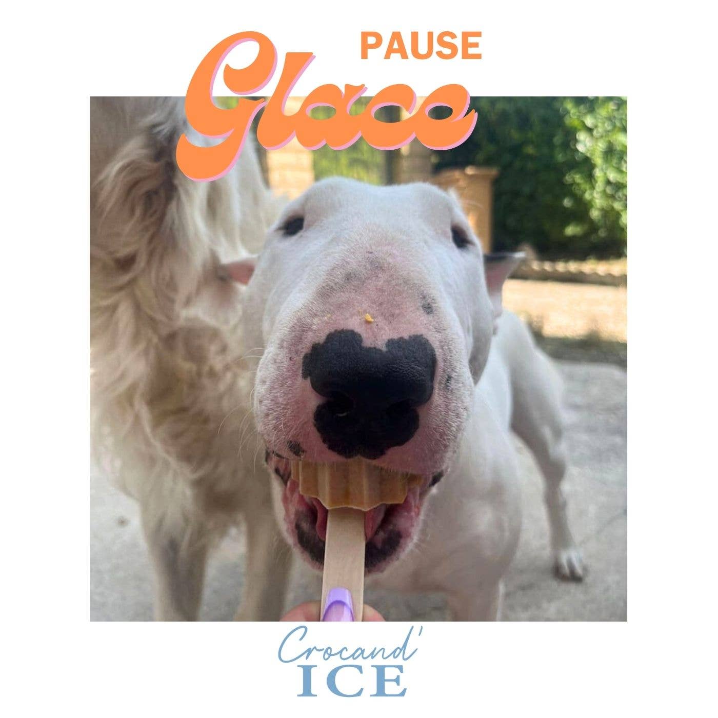 Glace pour chien carotte et mandarine