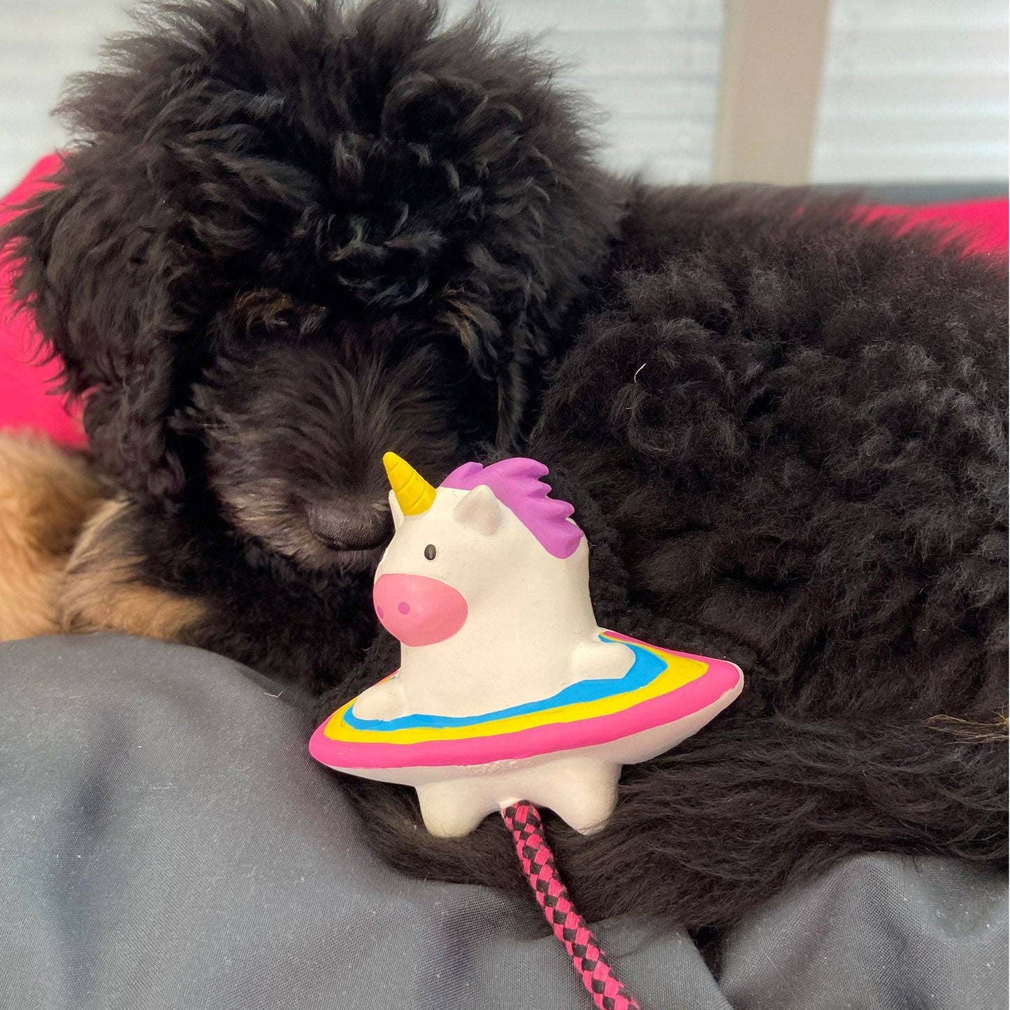 Max & Molly Jouet pour Chien Snuggles - Magic Mikey