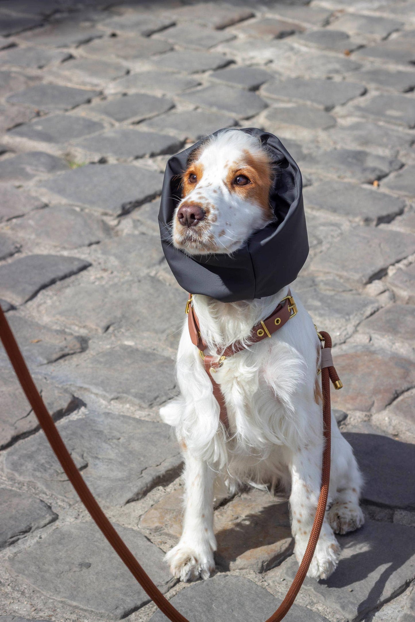 Snood Oban pour chien – Imperméable Noir Réversible