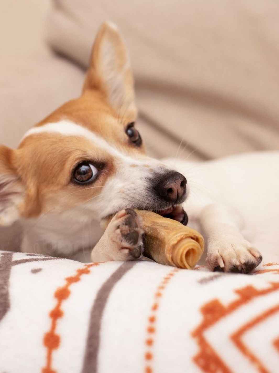 Peaux de cochon - mastication pour chien