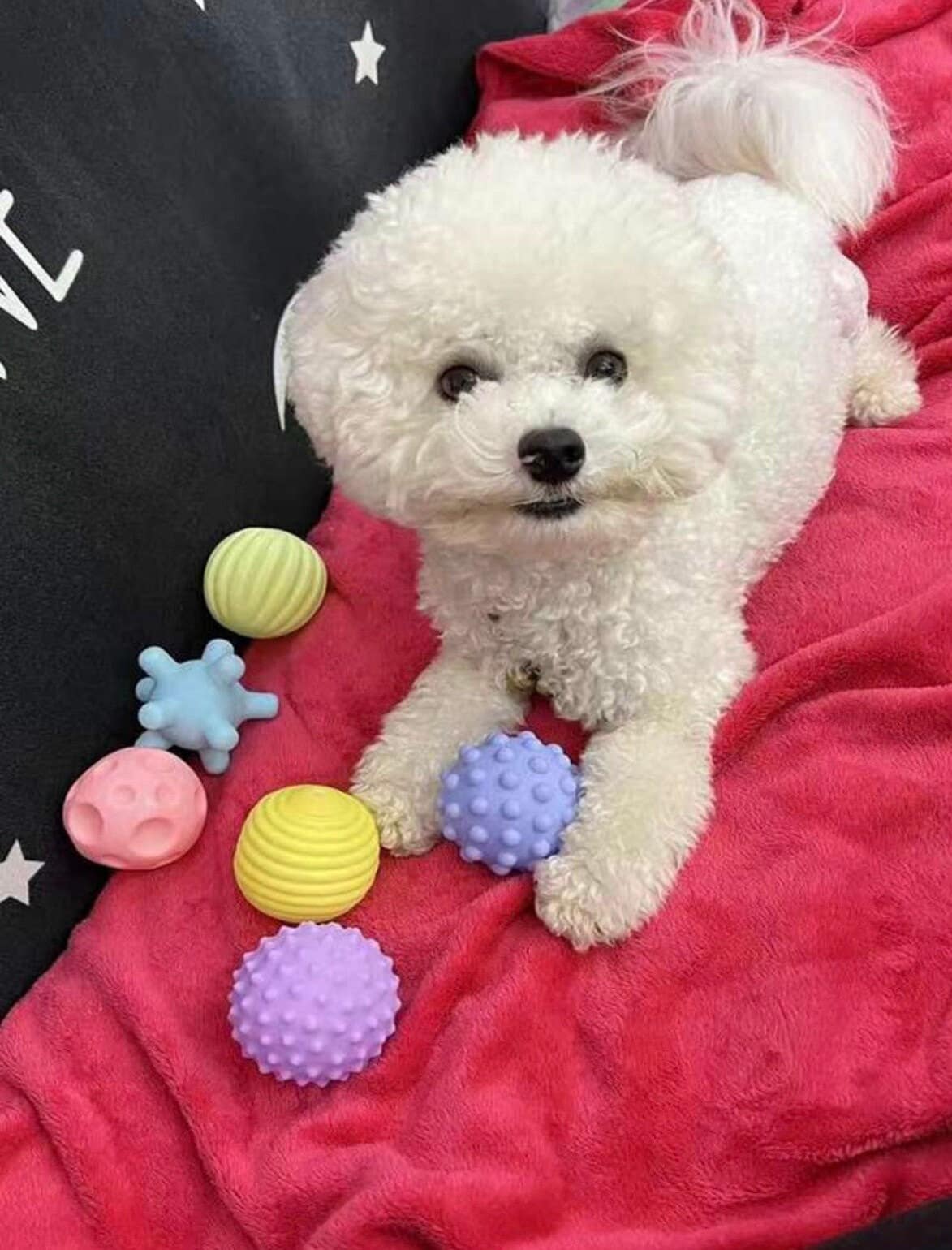 🎾 Pack de 6 balles polyvalentes pour chiens - jouet pour chien