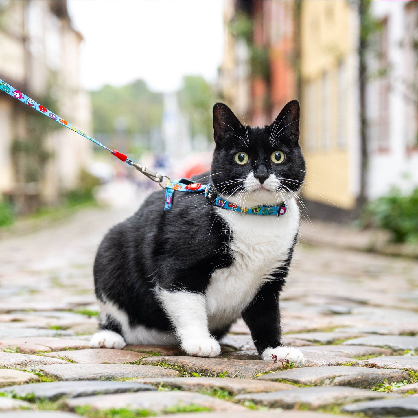 Ensemble harnais et laisse pour chat - Little Monster