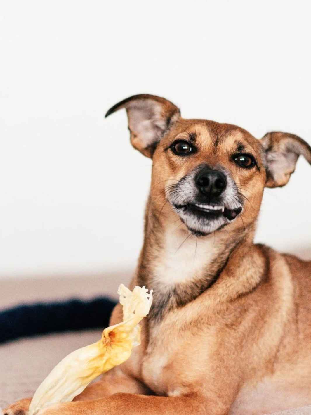 Oreilles de lapin - mastication gourmande