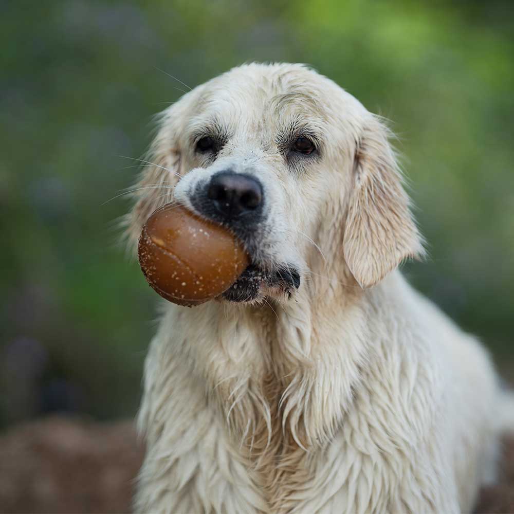 BALL – Balle en caoutchouc naturel pour chien
