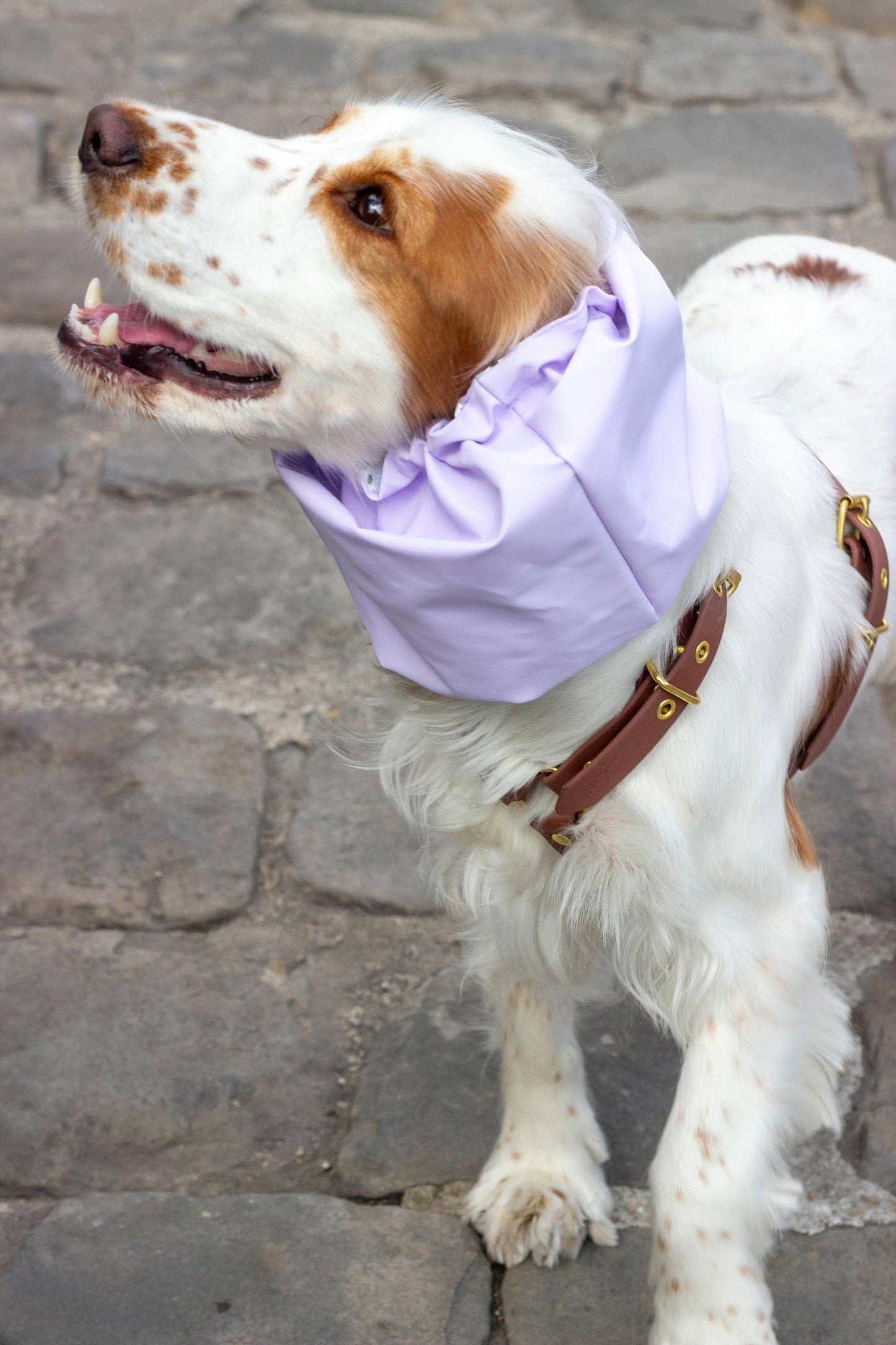 Snood Daisy pour chien – Imperméable & Réversible Lilas / Vichy Marguerites