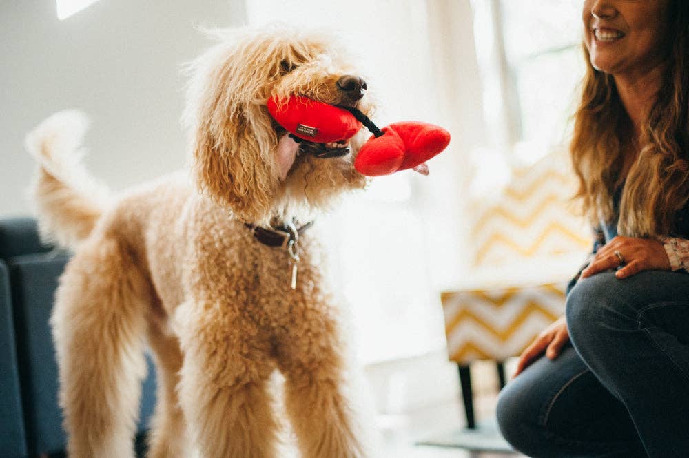 Peluche double cœur - Jouet pour chien
