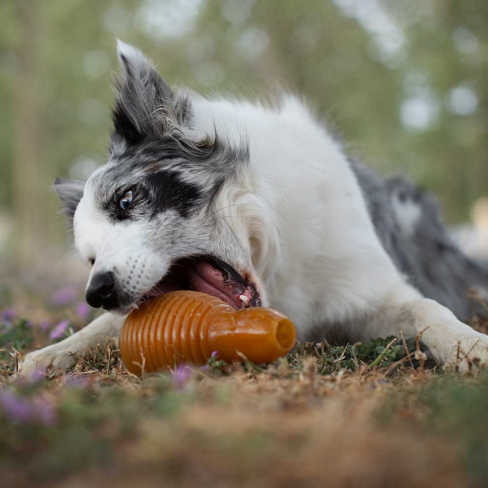 BOUNCY – Jouet rebondissant en caoutchouc naturel pour chien