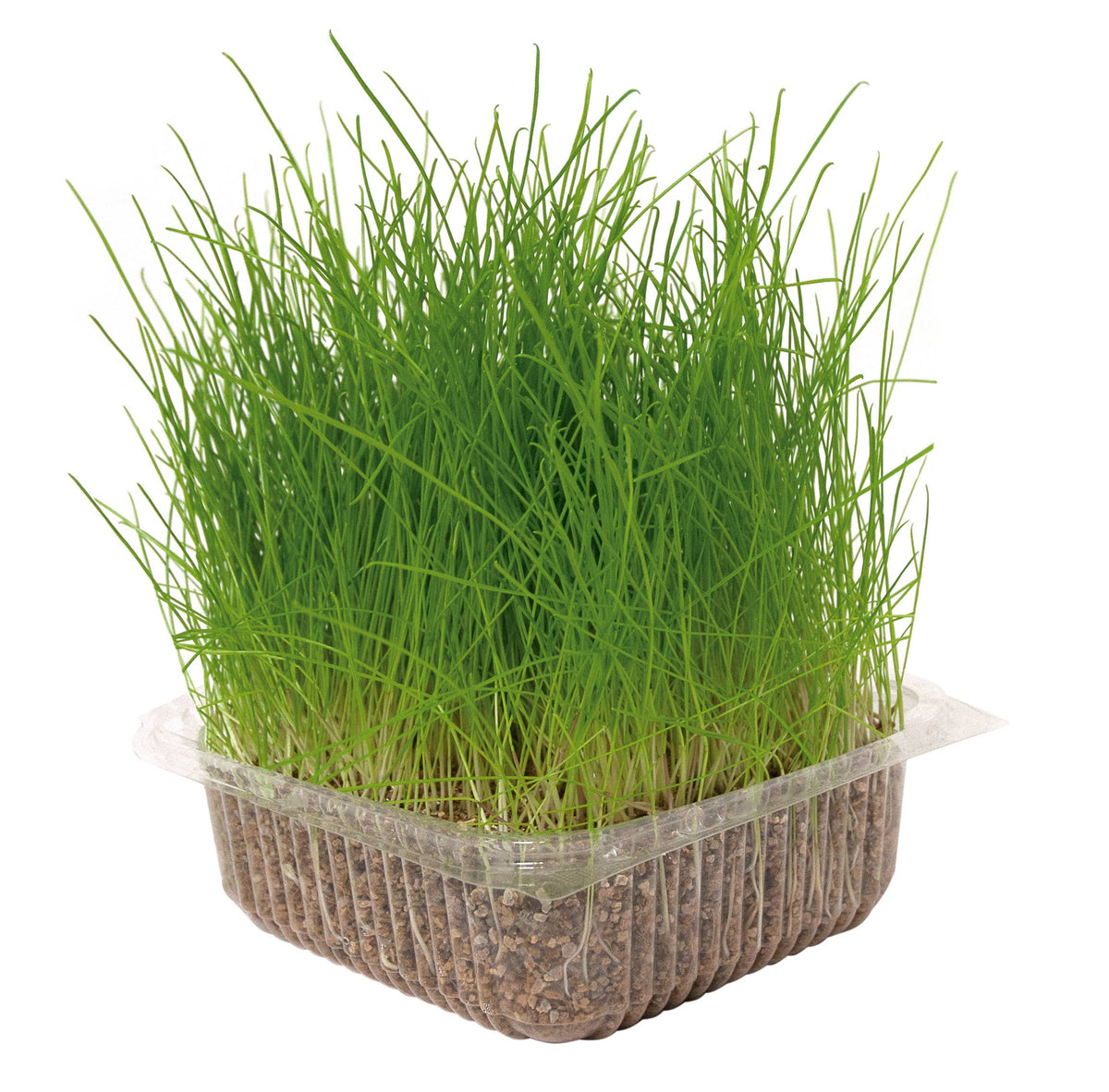 Herbe à chat – 120 g