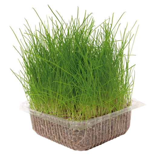 Herbe à chat – 120 g