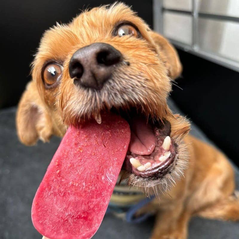 Glace pour chien  Coco et Framboise