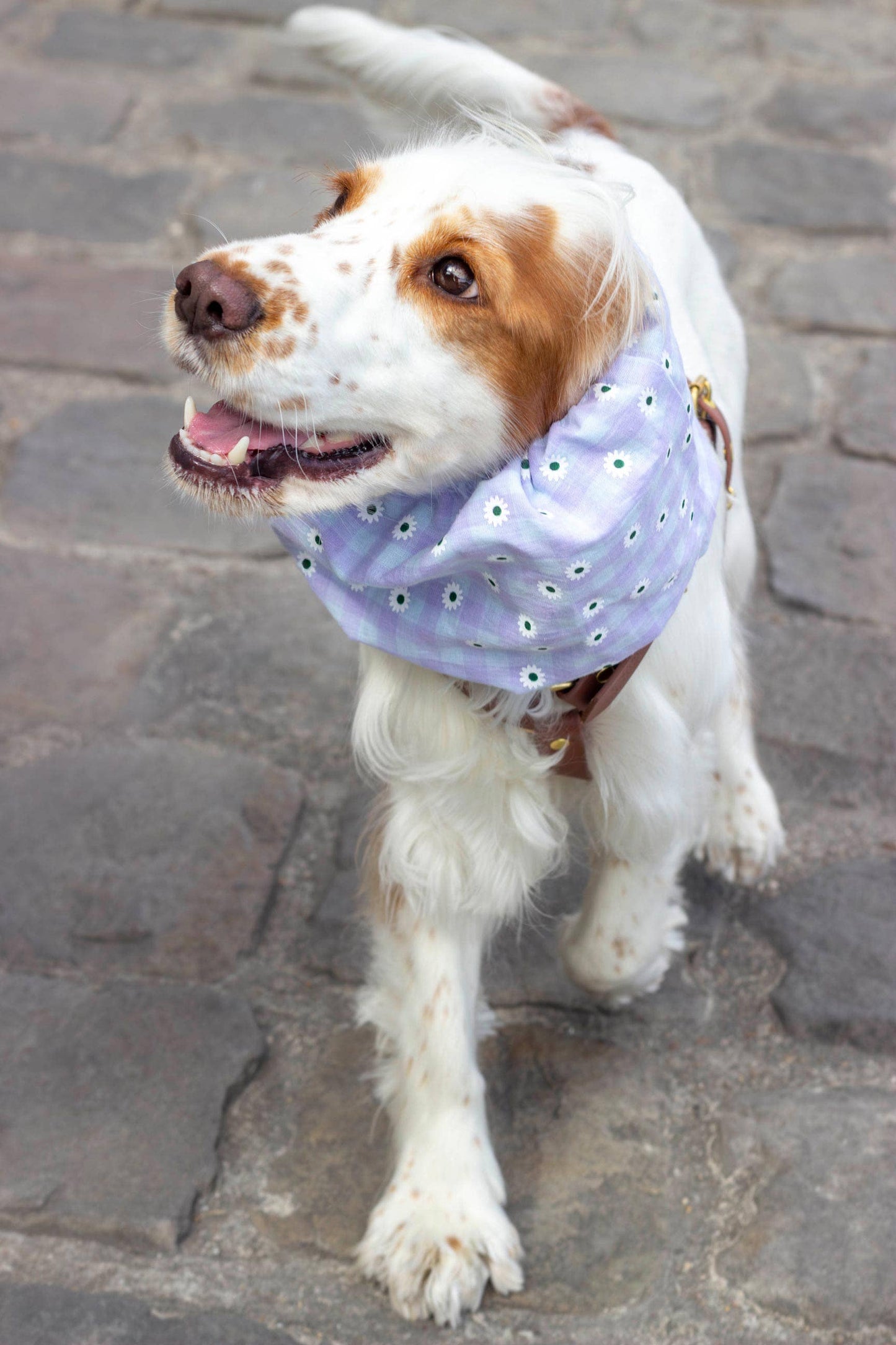 Snood Daisy pour chien – Imperméable & Réversible Lilas / Vichy Marguerites