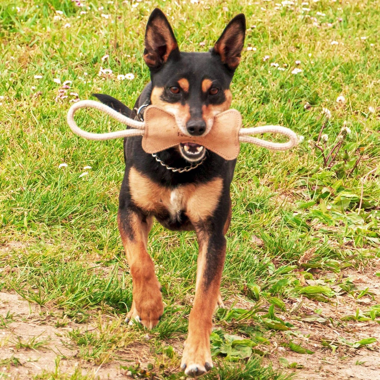 Os en suède et corde - Jouet naturel pour chien