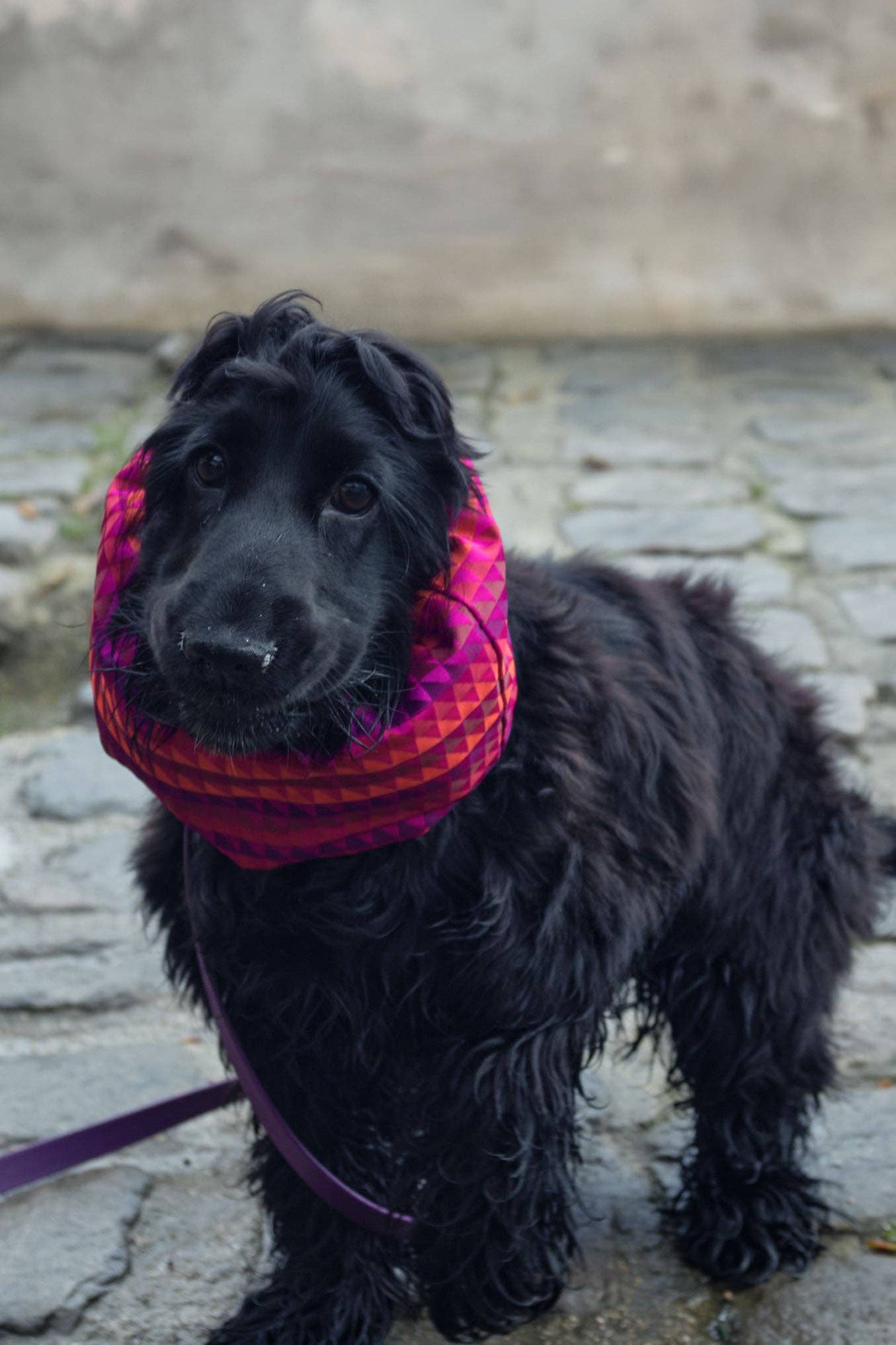 Snood pour chien Rio – Violet Fuchsia & Rouge