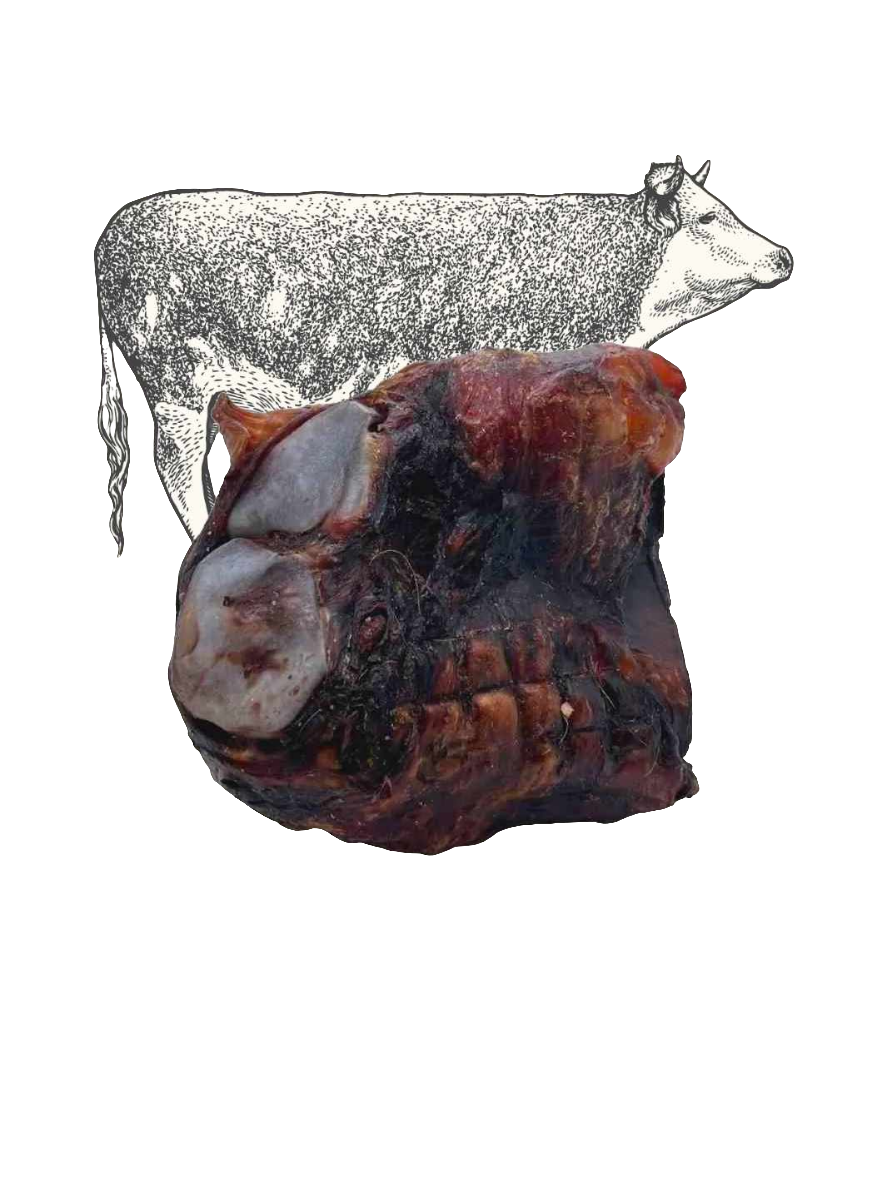 Genou de boeuf - 1 pièce