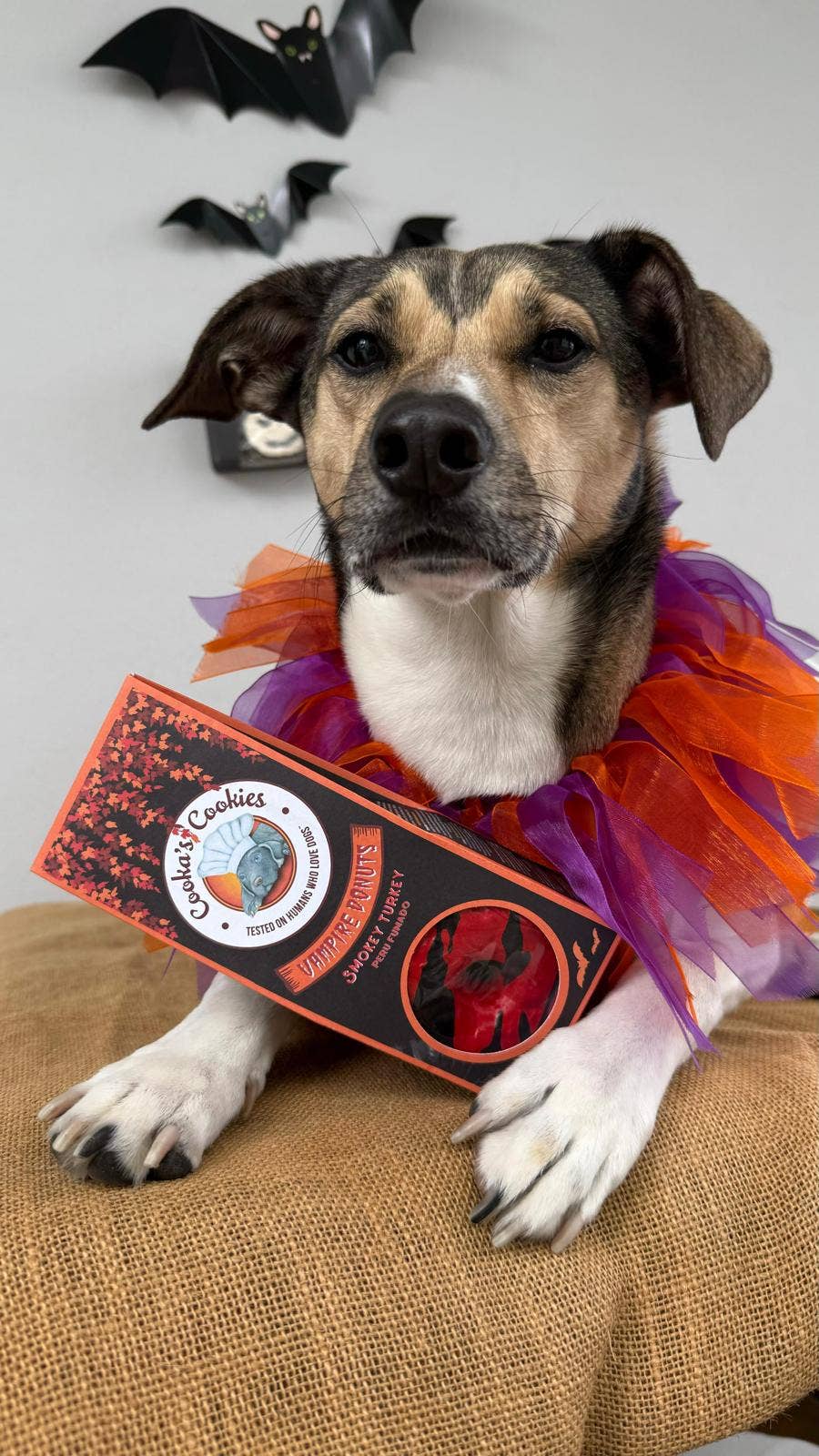 Beignets aux vampires - Friandises d'Halloween pour chiens