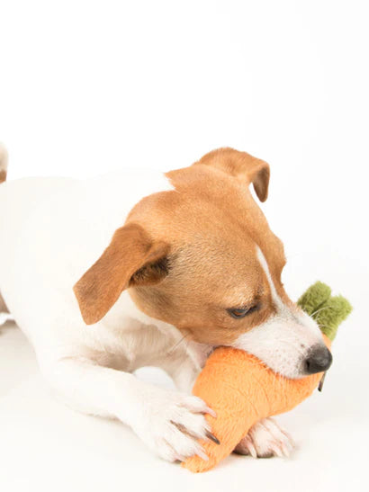 Carotte en peluche - Jouet pour chien
