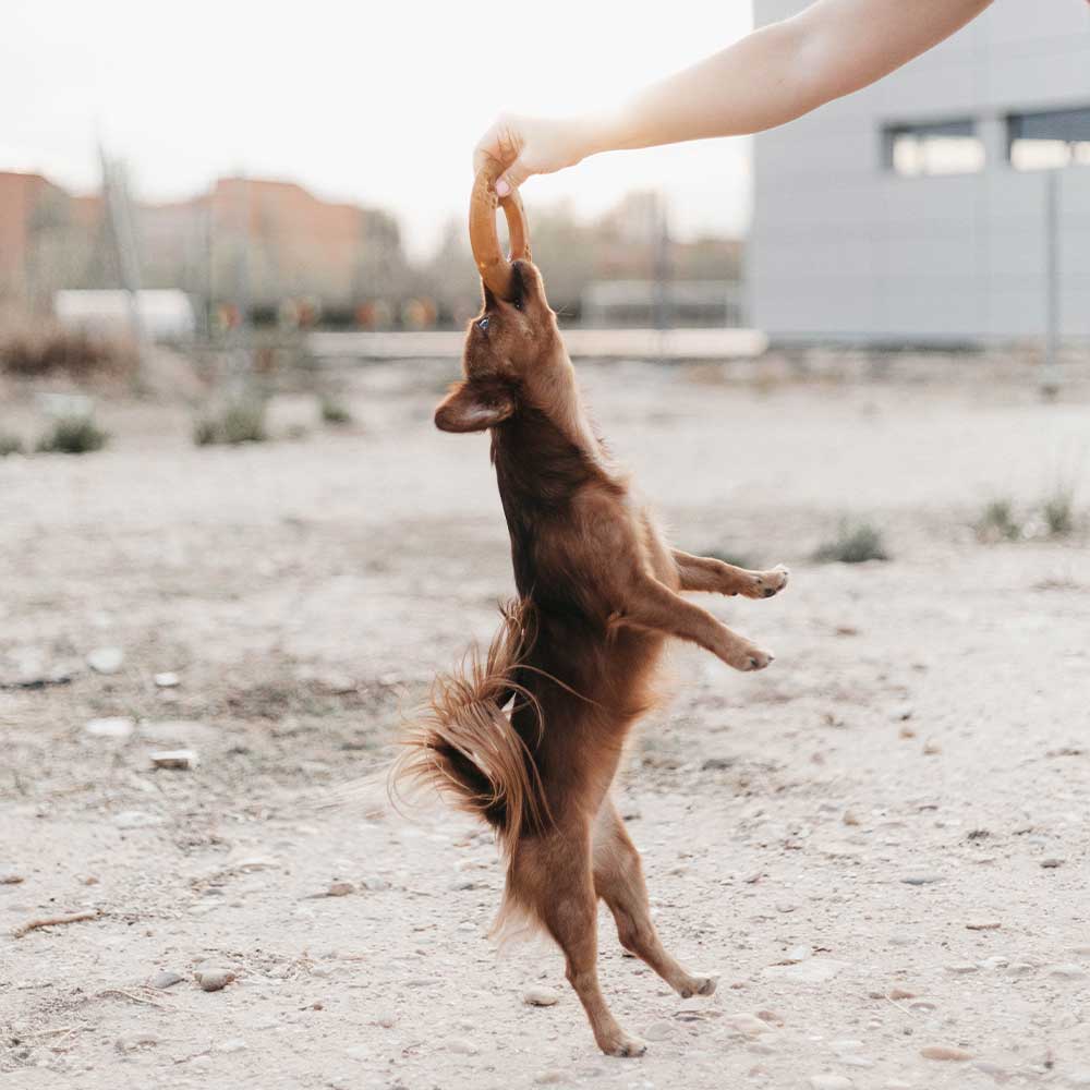 RUB FLY – Anneau en caoutchouc naturel pour chien