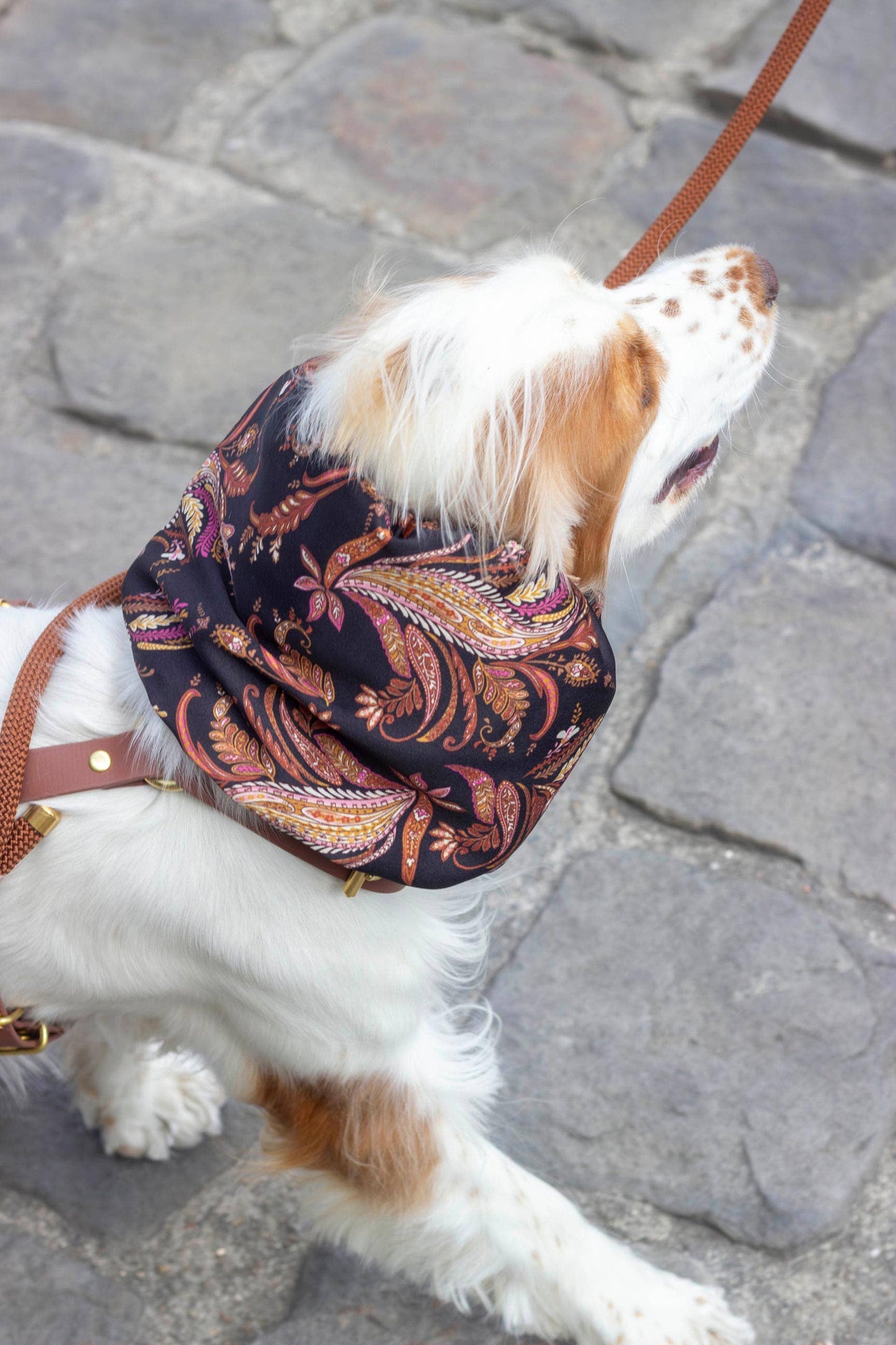 Snood Kashmir pour chien – Motif Paisley Chic