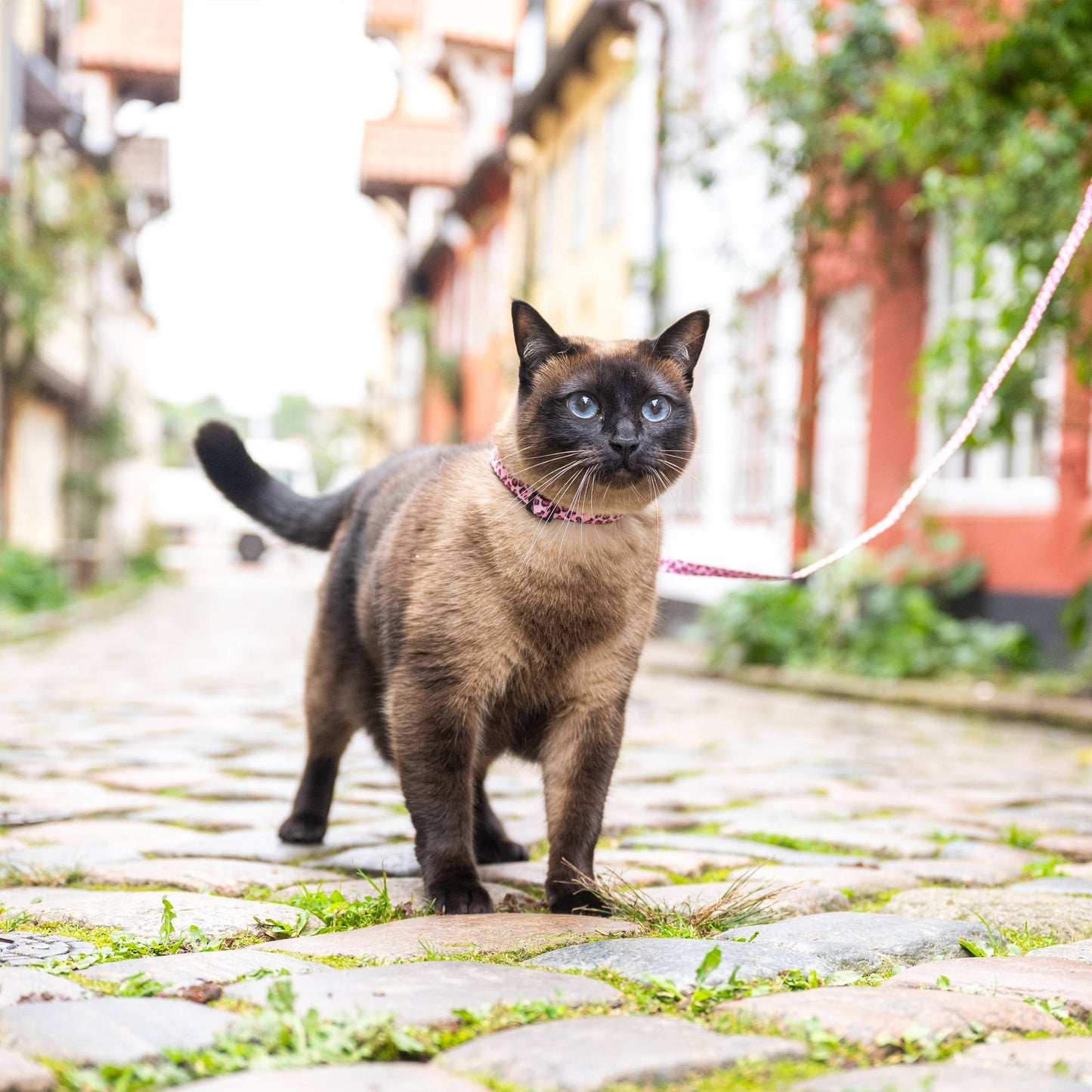 Ensemble harnais et laisse pour chat, Rose Léopard